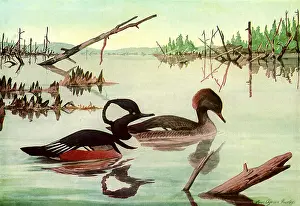 Hooded: Hooded Mergansers