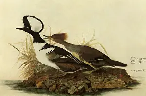 Hooded: Two Hooded Mergansers