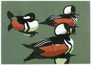 Hooded: Hooded Mergansers