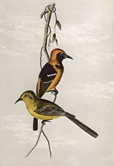 Hooded: Hooded Oriole, Icterus cucullatus