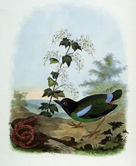 Hooded: Hooded Pitta, Pitta sordida