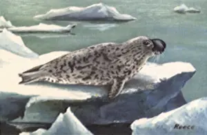 Hooded: Hooded Seal