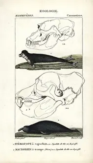 Cristata: Hooded seal, Cystophora cristata (vulnerable)