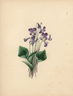 Clarissa: Hoodleaved violet, Viola cucullata