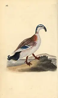 Platyrhynchos: Hook-billed mallard, Anas platyrhynchos