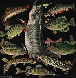 Hooked: Hooked Fish