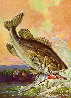 Eaton: Hooked Fish Leaping
