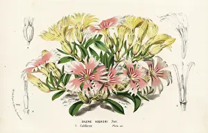 Silene: Hooker's Indian pink, Silene hookeri