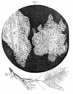 Microscope: Hooke's observations of cellular structure of