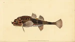 Cottus: Hooknose, Agonus cataphractus