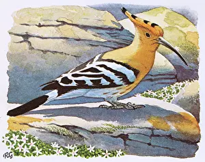 Hoopoe: Hoopoe