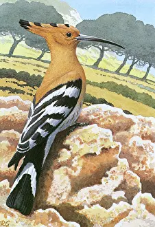 Perch: Hoopoe