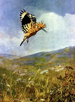 Hoopoe: Hoopoe bird in flight