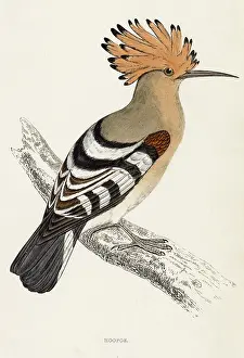 Hoopoe: HOOPOE (MORRIS)