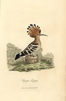 Hoopoe: Hoopoe, Upupa epops