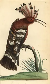Miscellany: Hoopoe, Upupa epops