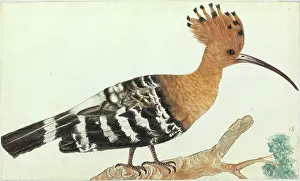 Himalayas: Hoopoe, Upupa epops
