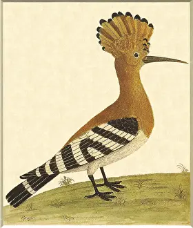 Albin: Hoopoe, Upupa epops