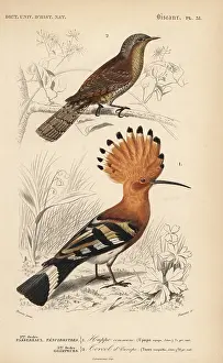 Dorbigny: Hoopoe, Upupa epops, and Eurasian wryneck, Jynx torquilla