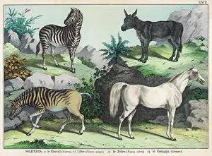 Hoof: Four hooved animals