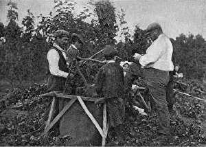 Amount: Hop Fields