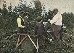 Amount: Hop Fields
