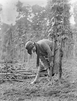 Hop Garden, St. Mary Cray - Lady pulling down vine
