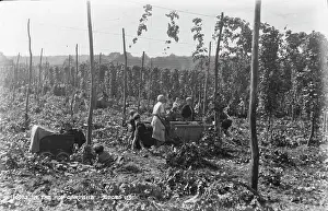 Harvesting: In the Hop Gardens