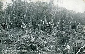 Pickers: Hop Gardens, Kent