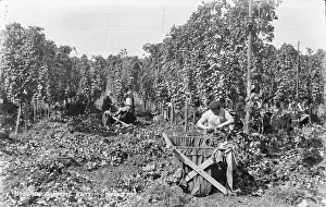 Harvesting: Hop Gardens in Kent
