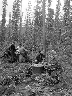 Ingredience: Hop harvest