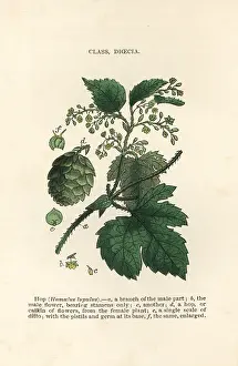 Catkin: Hop, Humulus lupulus