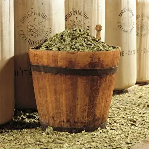 Ottakringer: Hop in the Ottakringer Brewery