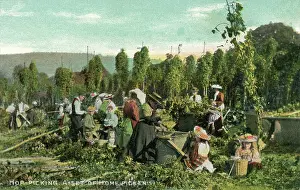 Hops: Hop Pickers