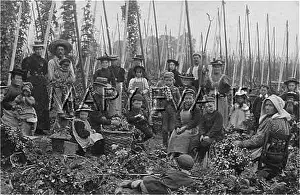 Cultivation: HOP PICKERS