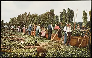 Pickers: HOP PICKERS AT WORK