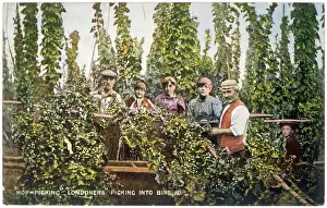 Bins: HOP PICKING INTO BINS