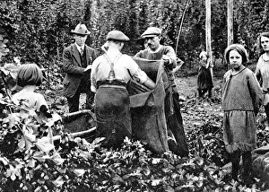 Pickers: Hop Picking early 1900s