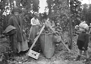 Hopping: Hop picking in Kent