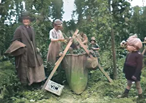Paddock: Hop picking in Kent