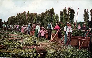 Pickers: Hop Picking, Kent