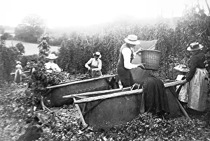 Pickers: Hop Picking Kent Victorian period