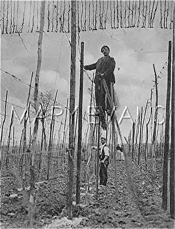 Stringing: HOP STRINGING 1908