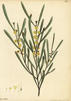 Volume 1: Hop wattle, Acacia stricta