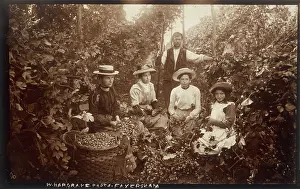 Hops: HOPGARDEN 1905