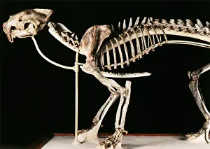 Oligocene: Hoplophoneus primaevus