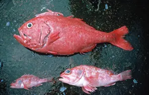 Atlanticus: Hoplostethus atlanticus, orange roughy