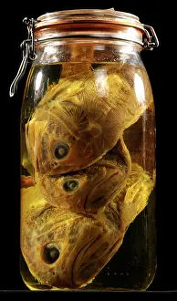 Atlanticus: Hoplostethus atlanticus, orange roughy
