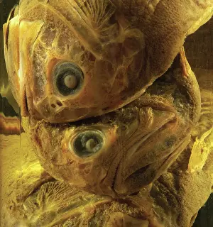 Slow: Hoplostethus atlanticus, orange roughy