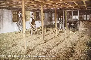 Boughton: HOPS IN COOLING LOFT